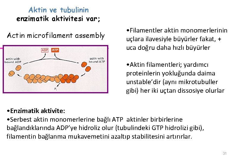 Aktin ve tubulinin enzimatik aktivitesi var; ATP Actin microfilament assembly • Filamentler aktin monomerlerinin