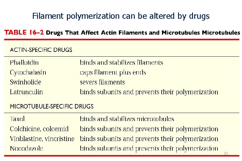 Filament polymerization can be altered by drugs 33 