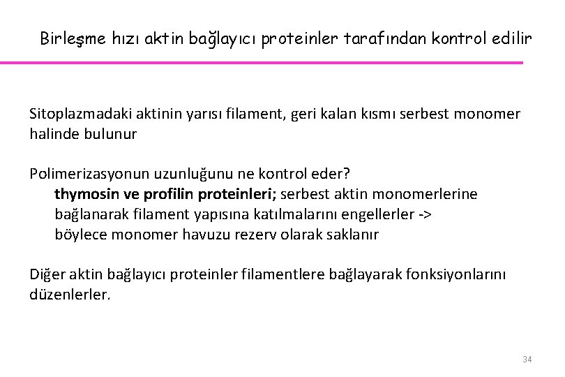 Birleşme hızı aktin bağlayıcı proteinler tarafından kontrol edilir Sitoplazmadaki aktinin yarısı filament, geri kalan