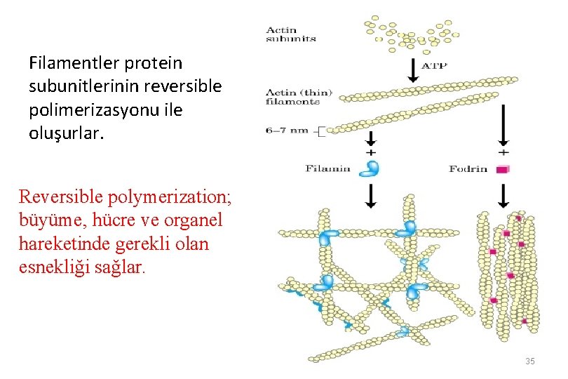 Filamentler protein subunitlerinin reversible polimerizasyonu ile oluşurlar. Reversible polymerization; büyüme, hücre ve organel hareketinde