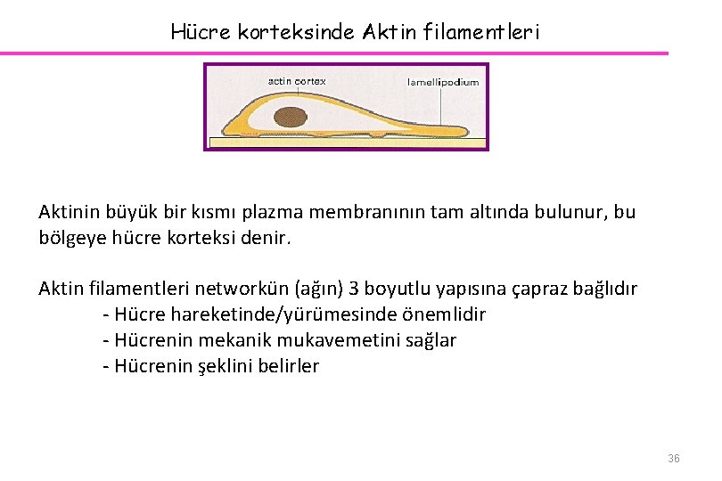 Hücre korteksinde Aktin filamentleri Aktinin büyük bir kısmı plazma membranının tam altında bulunur, bu