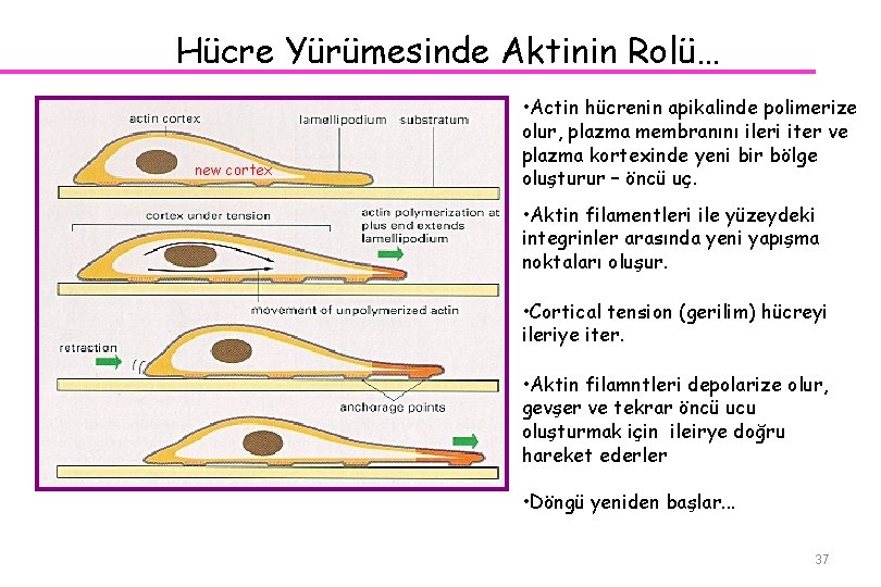 Hücre Yürümesinde Aktinin Rolü… new cortex • Actin hücrenin apikalinde polimerize olur, plazma membranını