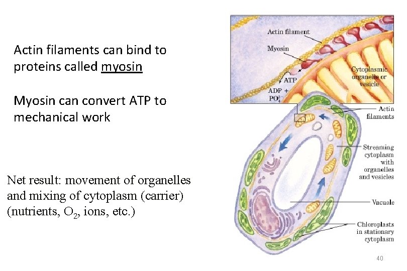 Actin filaments can bind to proteins called myosin Myosin can convert ATP to mechanical