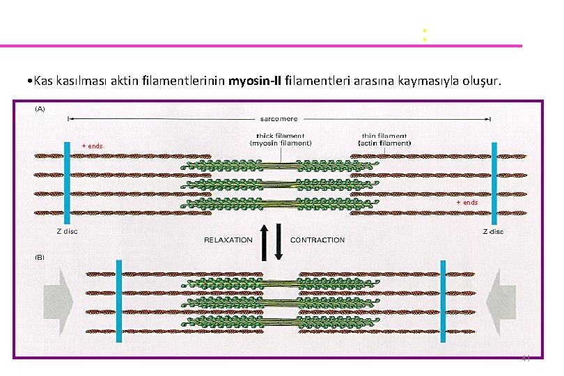 Skeletal muscle contraction: • Kas kasılması aktin filamentlerinin myosin-II filamentleri arasına kaymasıyla oluşur. +