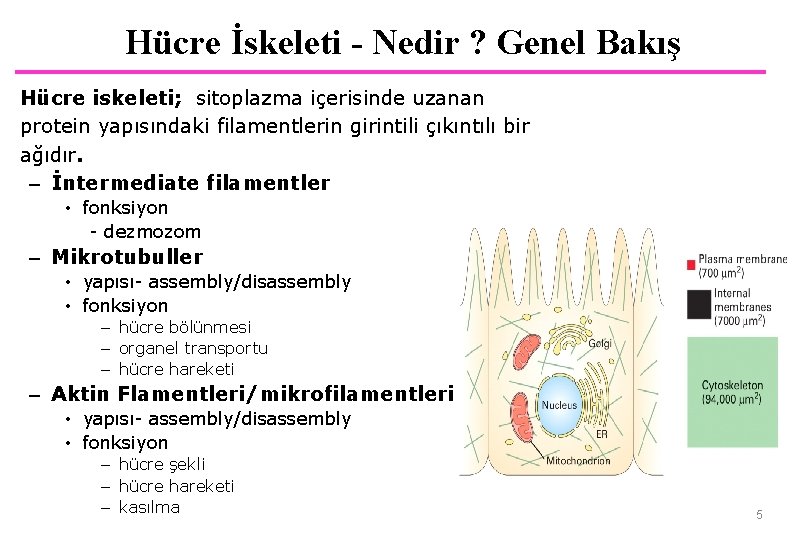 Hücre İskeleti - Nedir ? Genel Bakış Hücre iskeleti; sitoplazma içerisinde uzanan protein yapısındaki