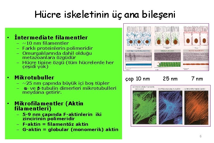 Hücre iskeletinin üç ana bileşeni • İntermediate filamentler – ~10 nm filamentler – Farklı