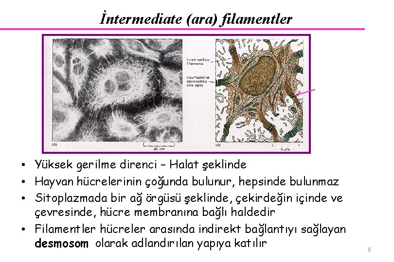İntermediate (ara) filamentler desmozom • Yüksek gerilme direnci – Halat şeklinde • Hayvan hücrelerinin