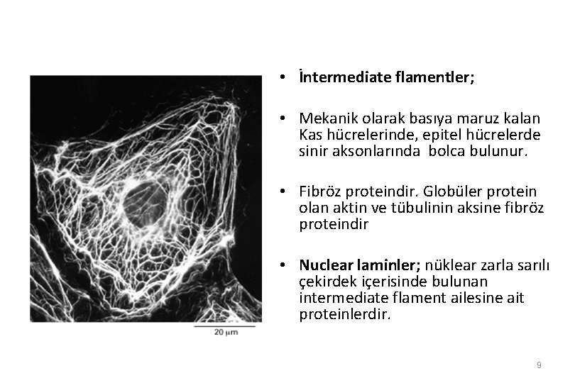  • İntermediate flamentler; • Mekanik olarak basıya maruz kalan Kas hücrelerinde, epitel hücrelerde