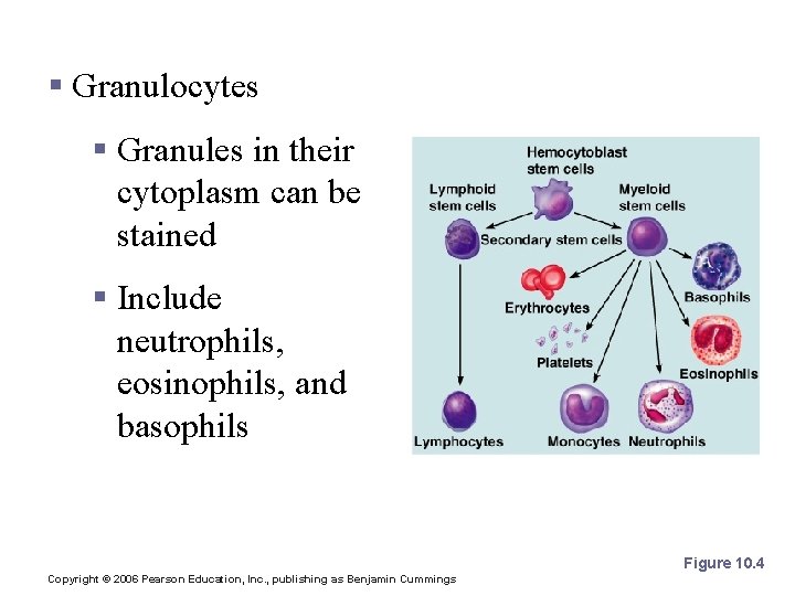 Types of Leukocytes § Granules in their cytoplasm can be stained § Include neutrophils,