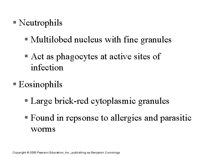 Granulocytes § Neutrophils § Multilobed nucleus with fine granules § Act as phagocytes at