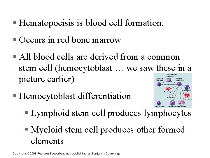 Hematopoiesis § Hematopoeisis is blood cell formation. § Occurs in red bone marrow §