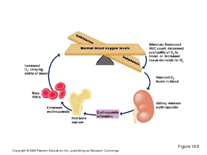 Control of Erythrocyte Production Figure 10. 5 Copyright © 2006 Pearson Education, Inc. ,