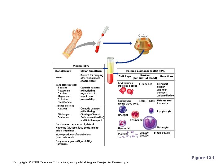 Blood Figure 10. 1 Copyright © 2006 Pearson Education, Inc. , publishing as Benjamin