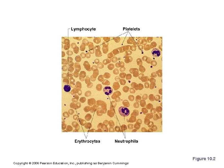 Photomicrograph of a Blood Smear Figure 10. 2 Copyright © 2006 Pearson Education, Inc.