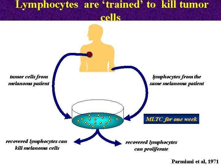 Lymphocytes are ‘trained’ to kill tumor cells from melanoma patient lymphocytes from the same