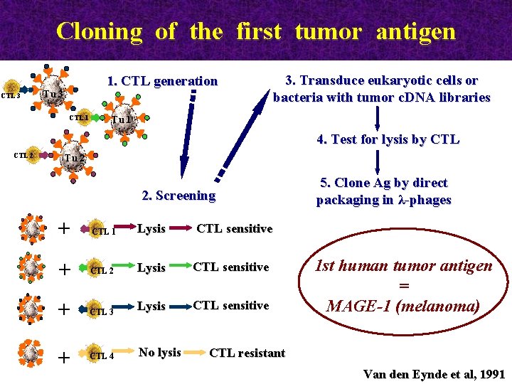 Cloning of the first tumor antigen CTL 3 1. CTL generation Τu 3 CTL