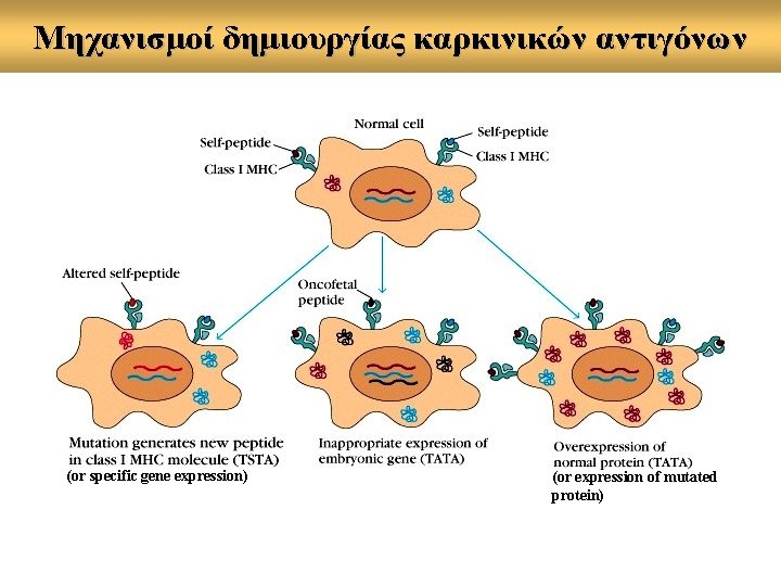 Μηχανισμοί δημιουργίας καρκινικών αντιγόνων (or specific gene expression) (or expression of mutated protein) 