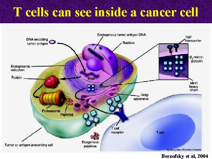 T cells can see inside a cancer cell Berzofsky et al, 2004 