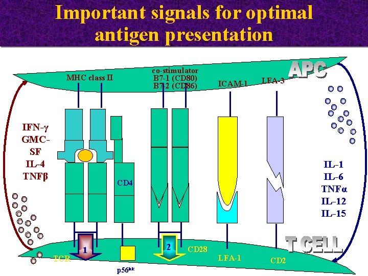 Important signals for optimal antigen presentation co-stimulator B 7 -1 (CD 80) B 7