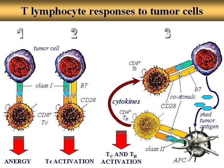 T lymphocyte responses to tumor cells tumor cell CD 8+ Tc class I B