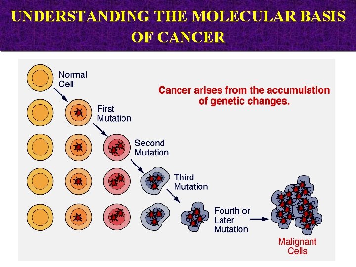 UNDERSTANDING THE MOLECULAR BASIS OF CANCER 