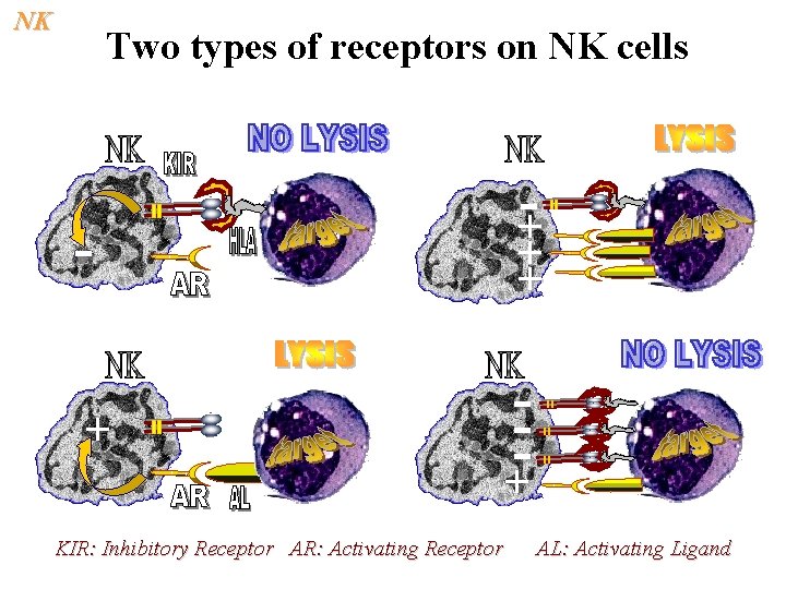 NK Two types of receptors on NK cells + KIR: Inhibitory Receptor AR: Activating