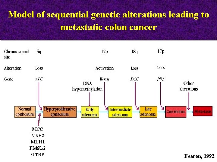 Model of sequential genetic alterations leading to metastatic colon cancer MCC MSH 2 MLH