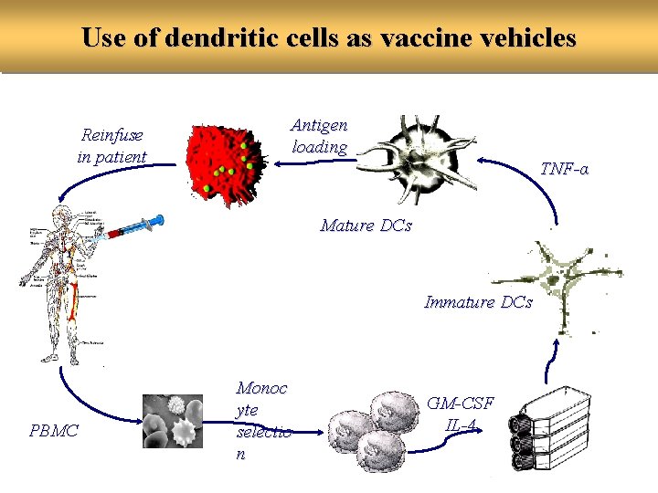 Use of dendritic cells as vaccine vehicles Reinfuse in patient Antigen loading TNF-α Mature
