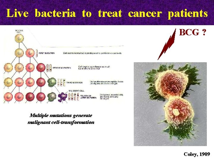 Live bacteria to treat cancer patients BCG ? Multiple mutations generate malignant cell-transformation Coley,