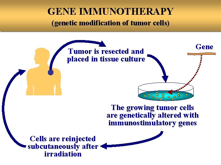 GENE IMMUNOTHERAPY (genetic modification of tumor cells) Tumor is resected and placed in tissue