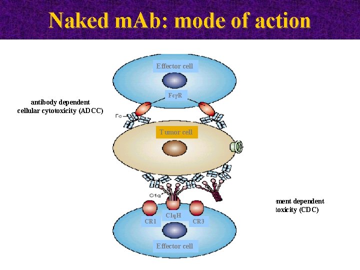 Naked m. Ab: mode of action Effector cell FcγR antibody dependent cellular cytotoxicity (ADCC)