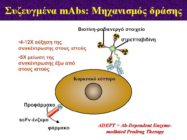 Συζευγμένα m. Abs: Μηχανισμός δράσης ADEPT = Ab-Dependent Enzymemediated Prodrug Therapy 