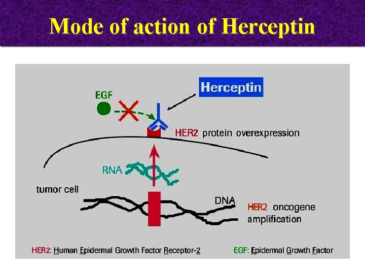 Mode of action of Herceptin 