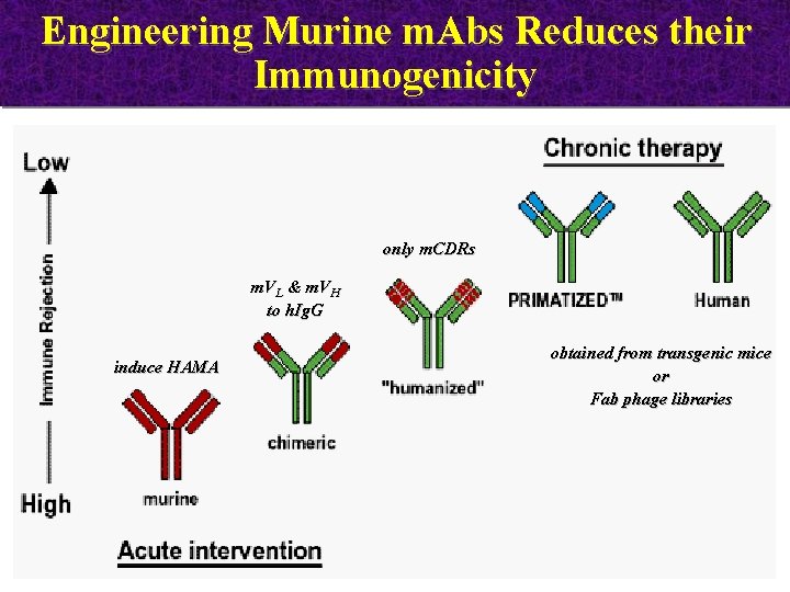 Engineering Murine m. Abs Reduces their Immunogenicity only m. CDRs m. VL & m.