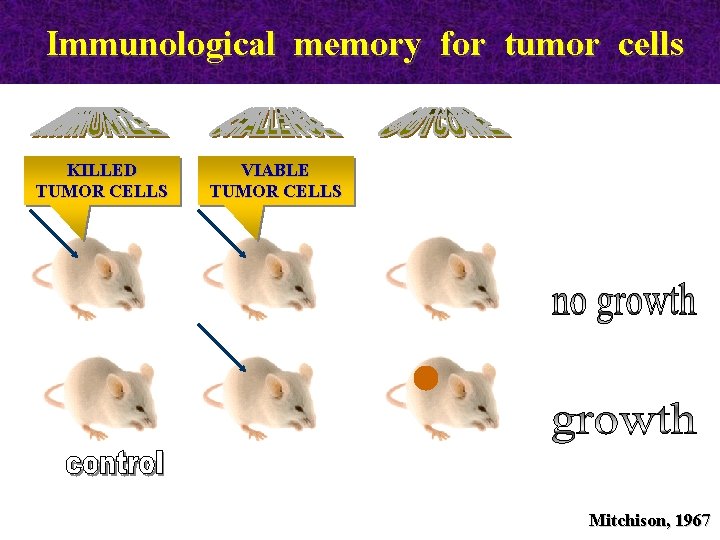 Immunological memory for tumor cells KILLED TUMOR CELLS VIABLE TUMOR CELLS Mitchison, 1967 