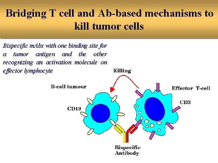 Bridging T cell and Ab-based mechanisms to kill tumor cells Bispecific m. Abs with