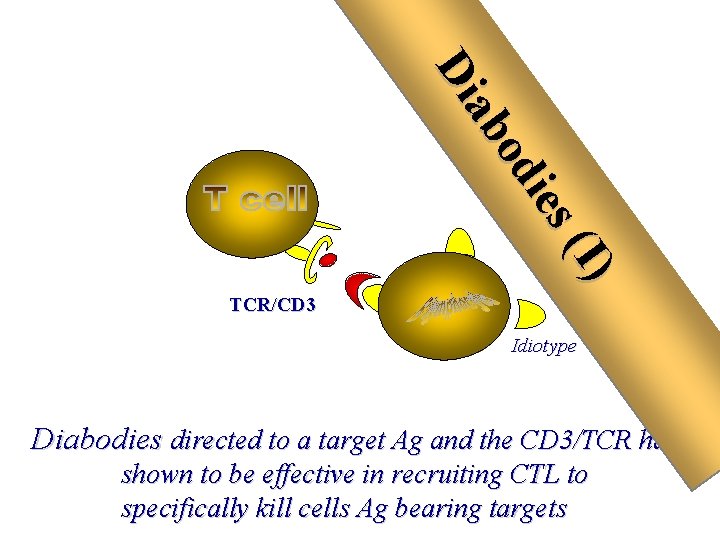 (I ) ies od ab Di TCR/CD 3 Idiotype Diabodies directed to a target