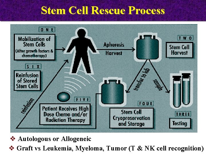 Stem Cell Rescue Process v Autologous or Allogeneic v Graft vs Leukemia, Myeloma, Tumor