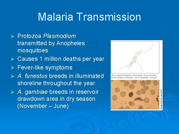 Malaria Transmission Ø Ø Ø Protozoa Plasmodium transmitted by Anopheles mosquitoes Causes 1 million