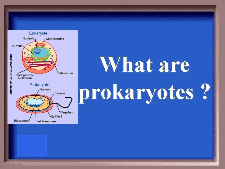 What are prokaryotes ? 