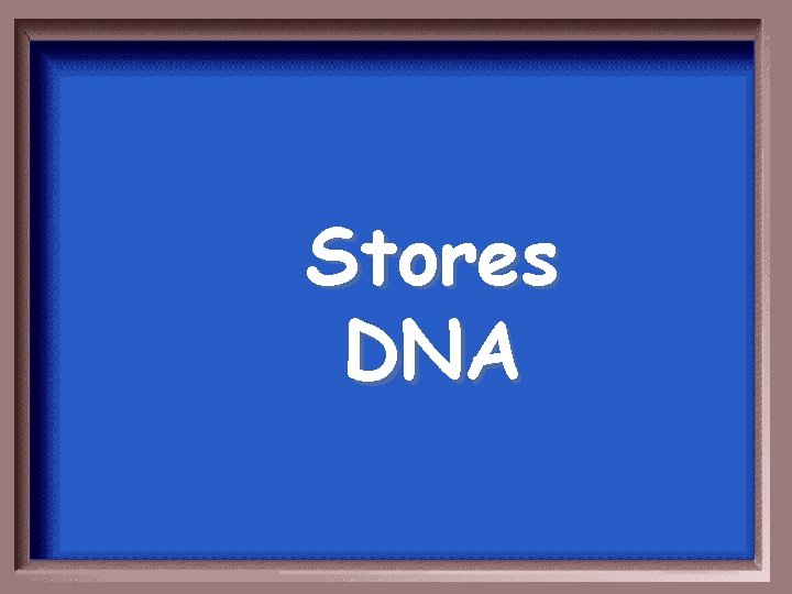 Stores DNA 