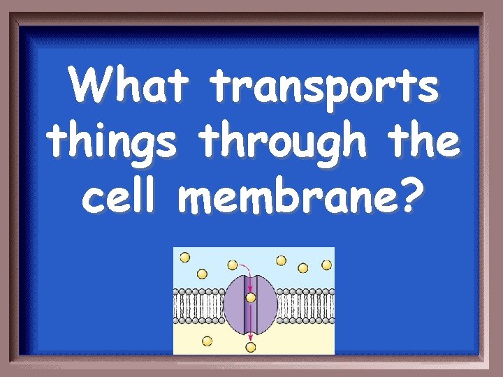 What transports things through the cell membrane? 