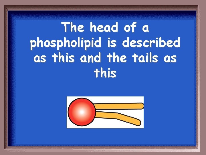 The head of a phospholipid is described as this and the tails as this