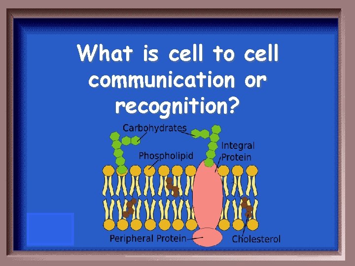 What is cell to cell communication or recognition? 