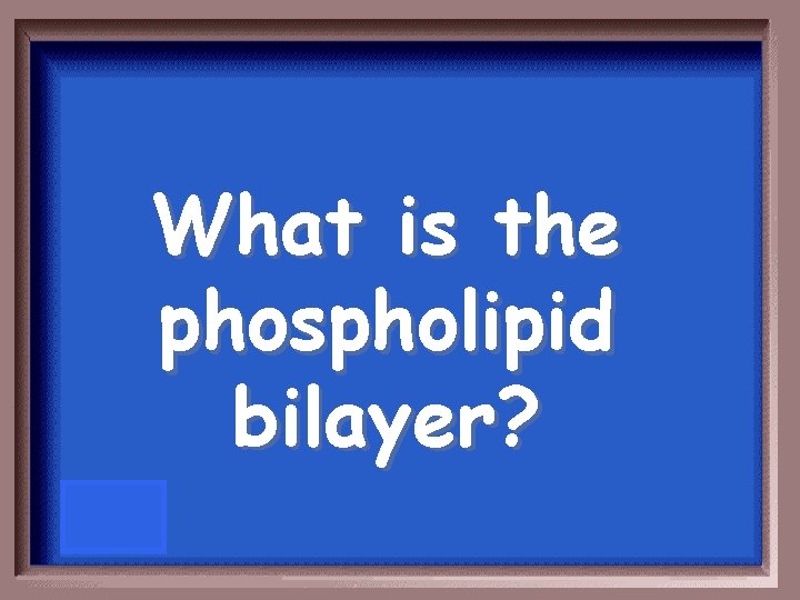 What is the phospholipid bilayer? 