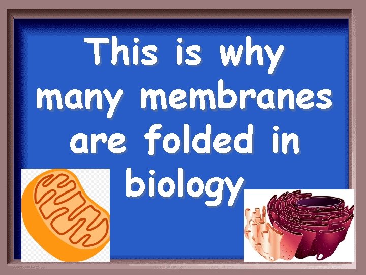 This is why many membranes are folded in biology 