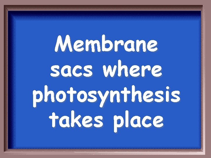 Membrane sacs where photosynthesis takes place 