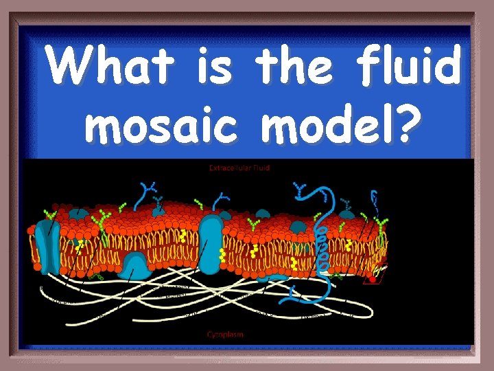 What is the fluid mosaic model? 