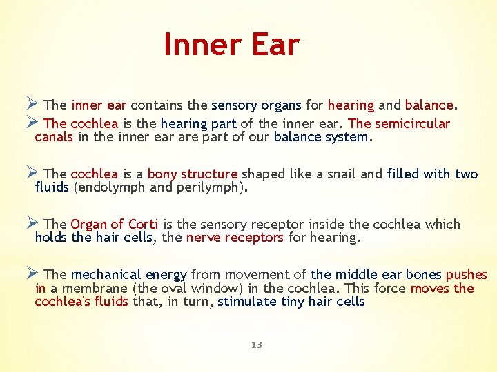 Inner Ear Ø The inner ear contains the sensory organs for hearing and balance.