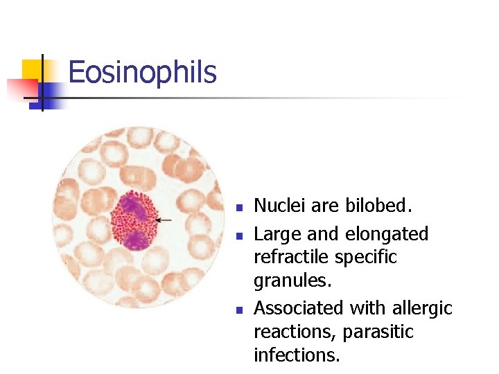 Eosinophils n n n Nuclei are bilobed. Large and elongated refractile specific granules. Associated
